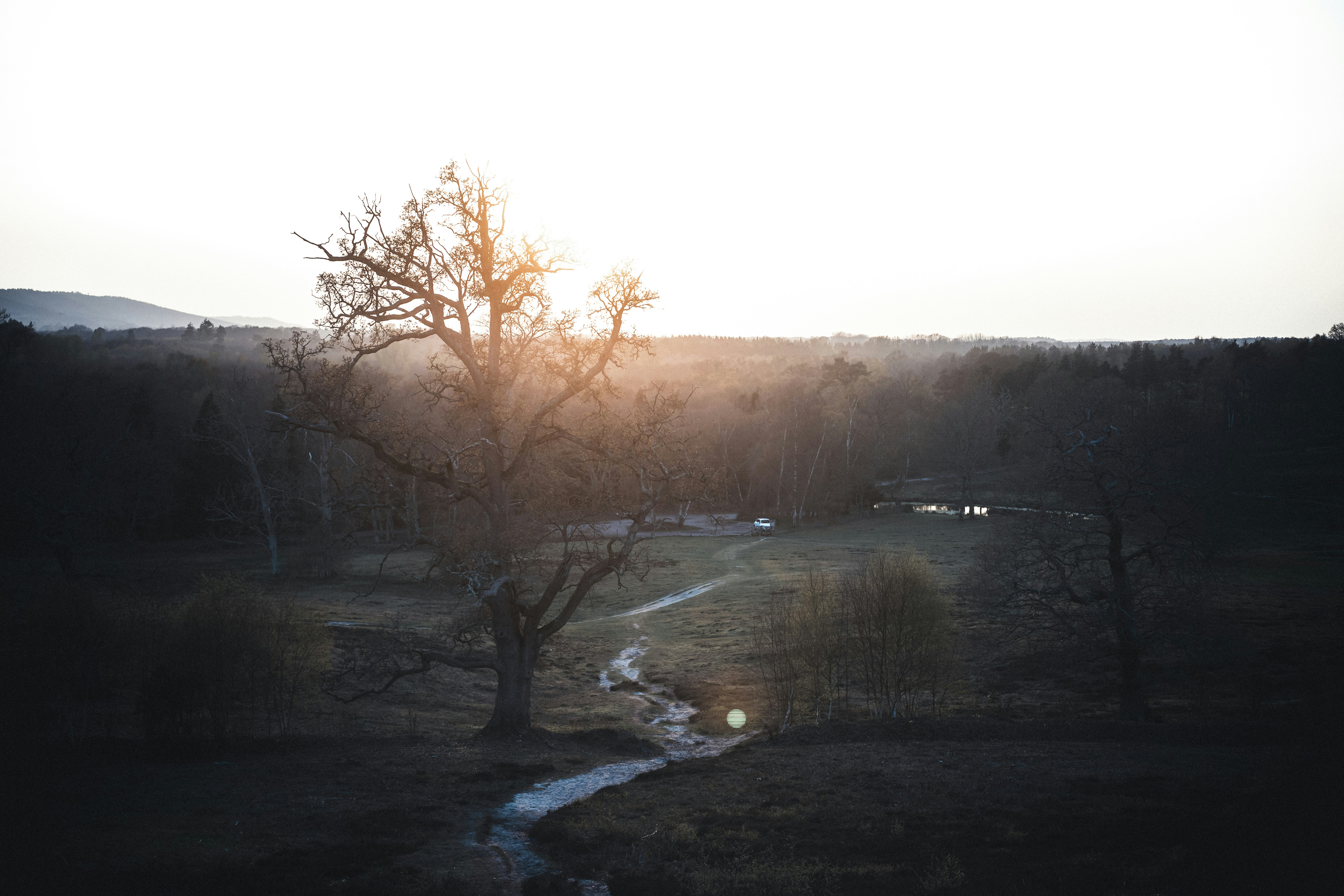 bare trees near river during daytime